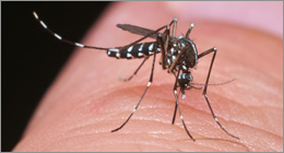 Maladies transmises par les moustiques