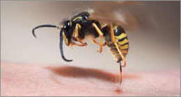 Moustique, tique, guêpe… piqûre